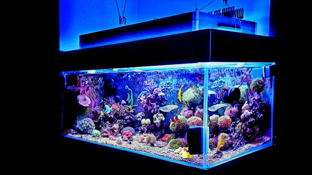 A fish tank that is lit up blue.