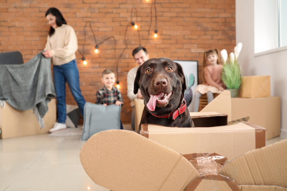 Dog sitting in a cardboard box in front of a family.