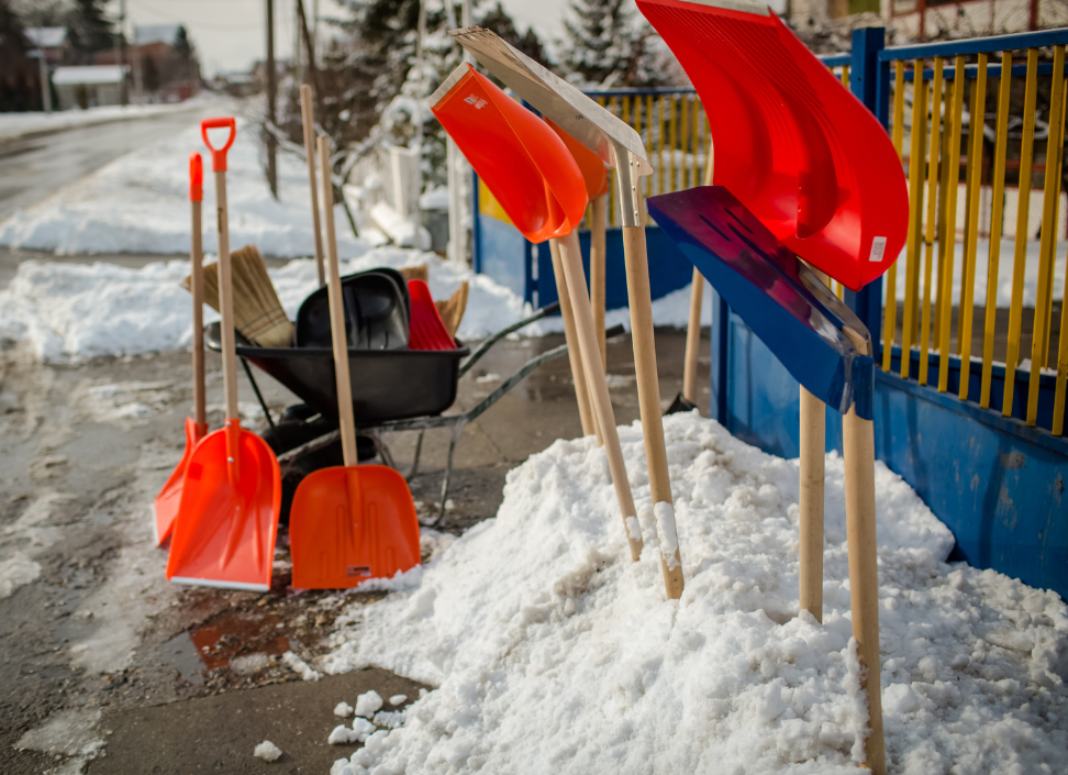 Snow shovels standing up in piles of snow along a fence.