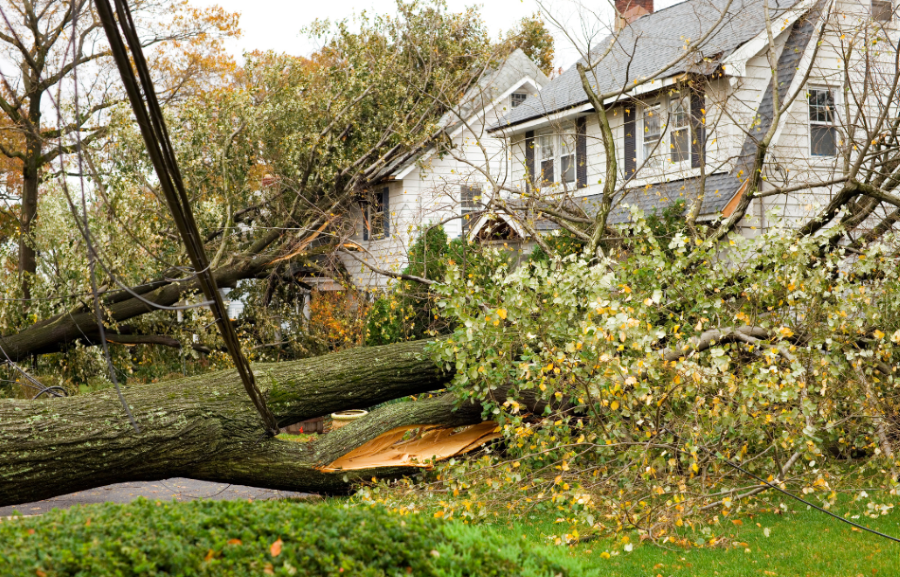 Tree knocked down into a yard due to a hurricane.