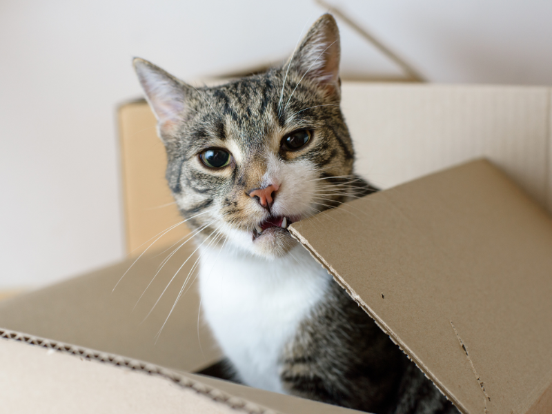 a cat in Leftover Moving Boxes