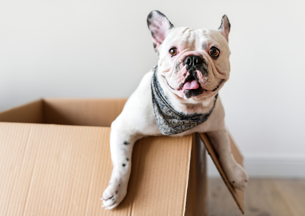 A dog sitting inside of a cardboard box.