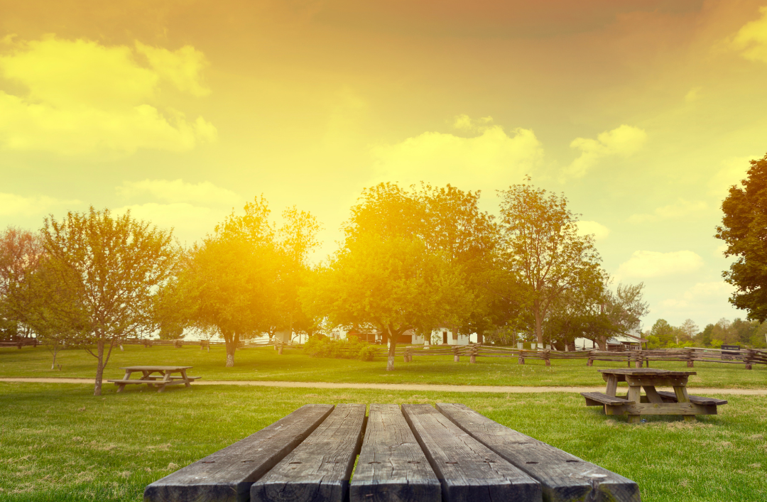 A park with green grass and the sun shining.