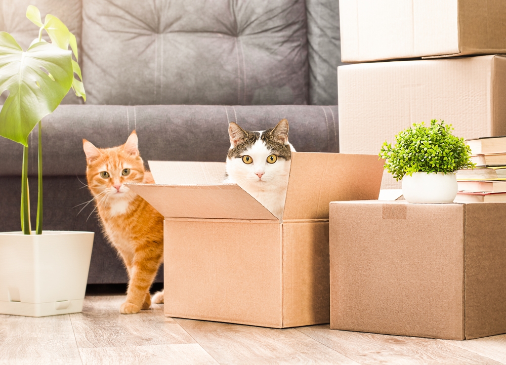 5 Things You Shouldn't Put in a Storage Container with UNITS of Las Vegas Nevada. One of them is a cat.