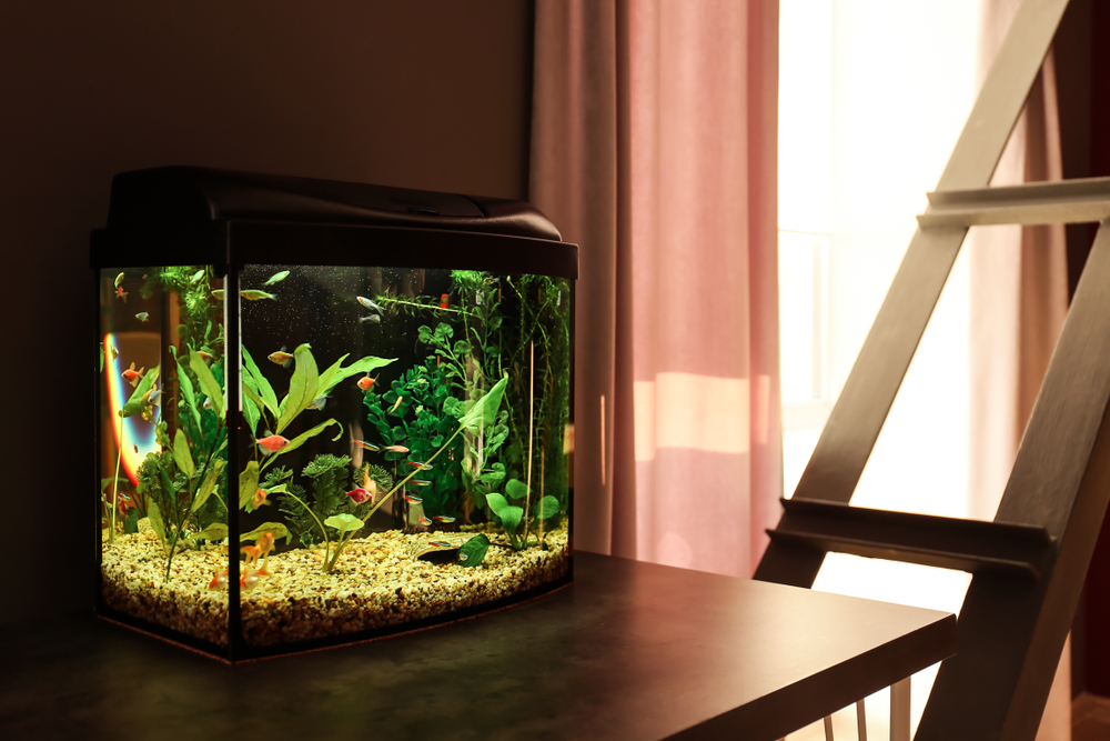 Safely Move Your Fish Tank With These Tips