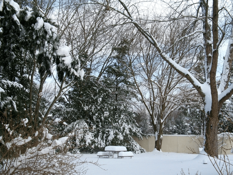 Backyard covered in snow.