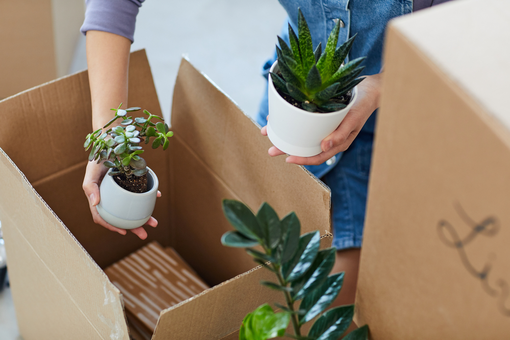 Units of North Denver woman packing plants in boxes