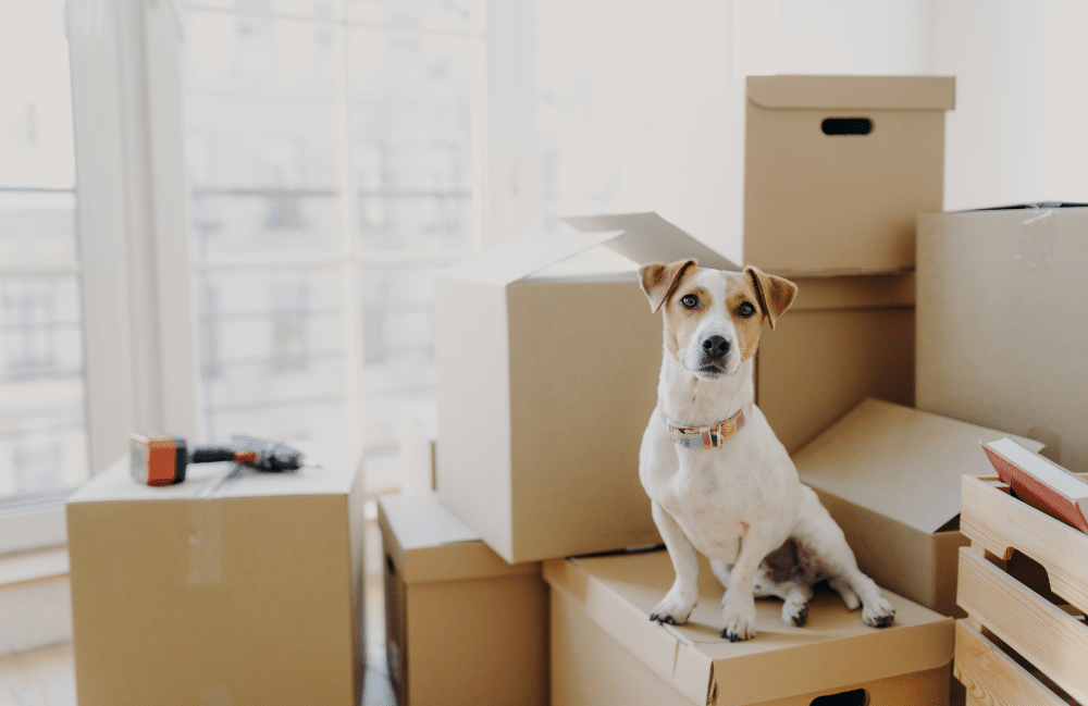 Units of North Houston Moving Cross Country With a Dog