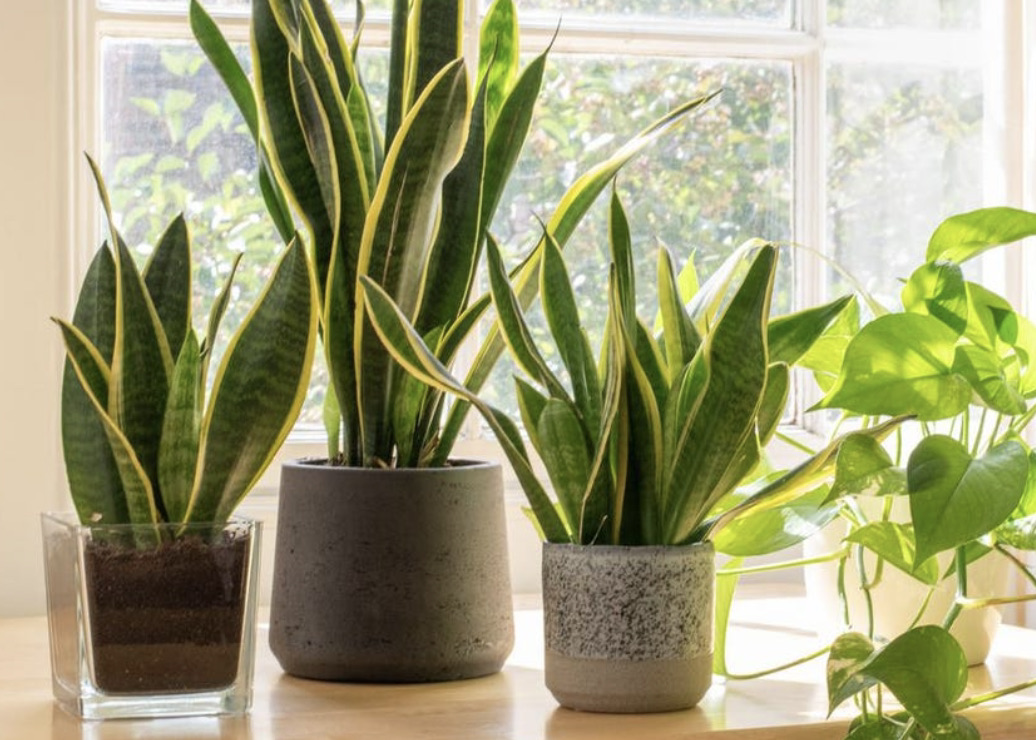 House plants on a window sill.