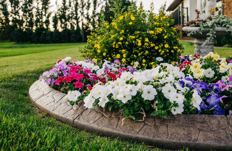 Flowers in a backyard.