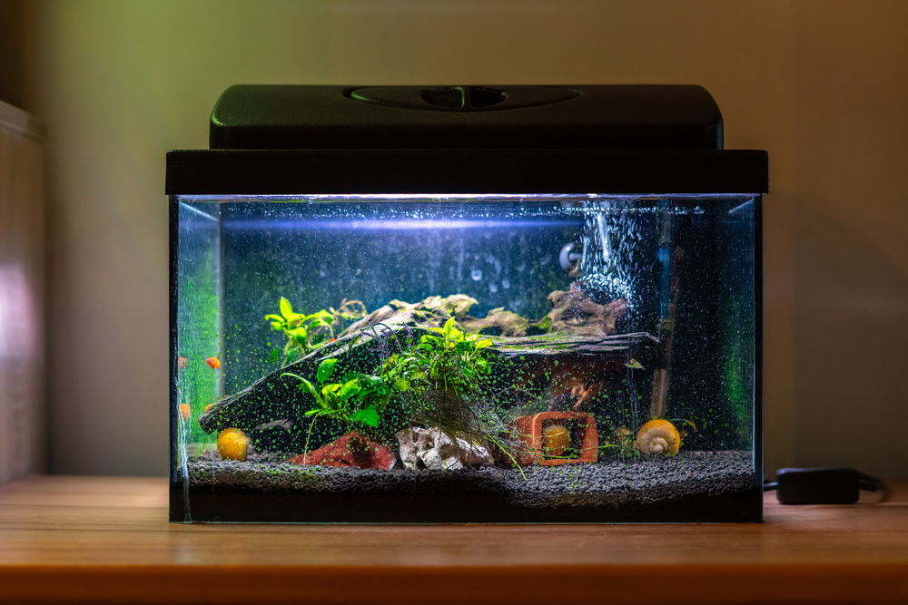 Home aquarium.