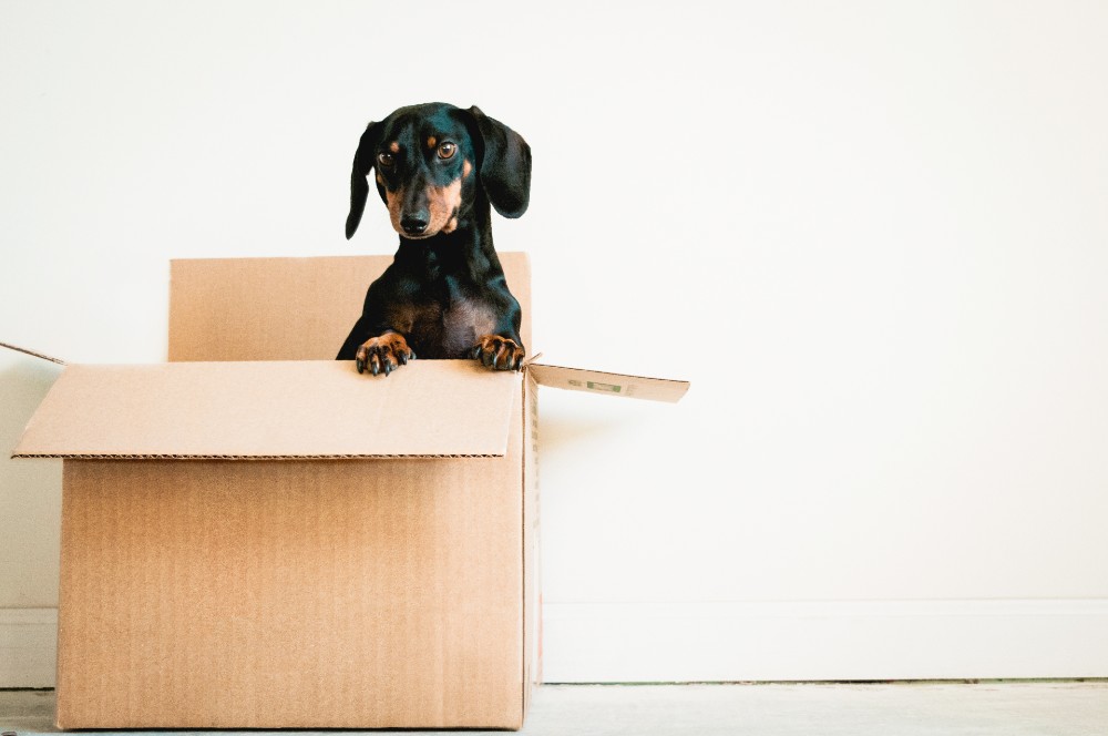 Moving With a Pet? Keep Them Happy and Safe With These Simple Steps